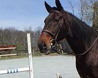 safe-cleveland-bay-horse