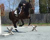 sporthorse-cleveland-bay-horse