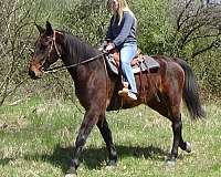 english-pleasure-cleveland-bay-horse