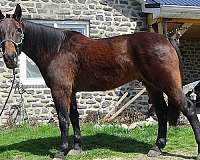 pennsylvania-cleveland-bay-horse