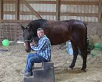 prospect-cleveland-bay-horse