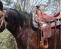 young-cleveland-bay-horse