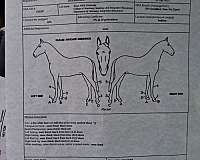 hunter-under-saddle-cleveland-bay-horse