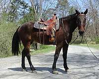 husband-safe-cleveland-bay-horse