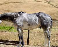 grey-dapple-horse