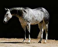 all-around-quarter-horse