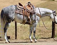 athletic-quarter-horse