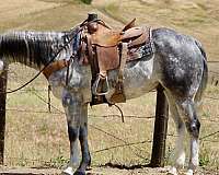 endurance-quarter-horse