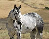 flashy-quarter-horse