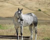 experienced-quarter-horse