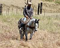 husband-safe-quarter-horse