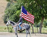 kid-safe-quarter-horse