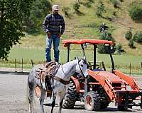 performance-quarter-horse