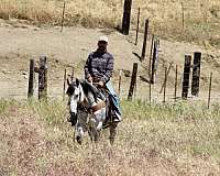 ranch-quarter-horse