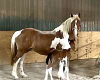 gypsy-vanner-mare-filly