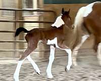 minimal-filly