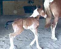 creek-friesian-horse