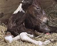 draft-friesian-horse