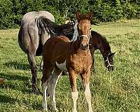 oaks-friesian-horse