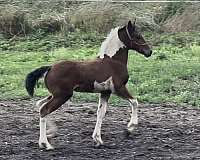 gypsian-filly
