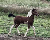baroque-friesian-horse