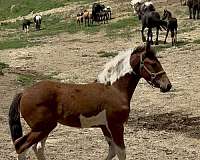 oaks-filly
