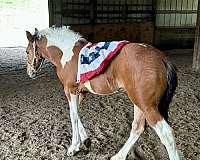draught-friesian-horse