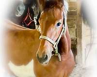 gypsy-vanner-mare-friesian-horse