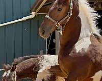 filly-friesian-horse