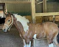 friesian-horse