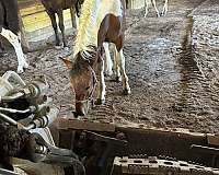 socks-friesian-horse
