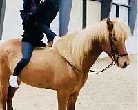 beginner-icelandic-horse