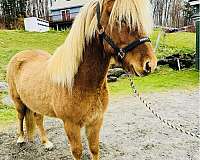 experienced-icelandic-horse