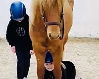 finished-icelandic-horse