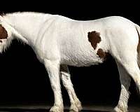 piebald-calf-roping-pony