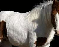 piebald-experienced-pony