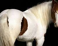 piebald-working-cattle-pony