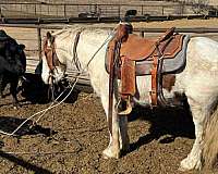 endurance-pony