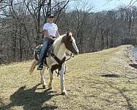 calf-roping-pony