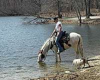 experienced-pony