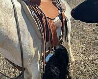 kid-safe-pony