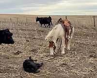 ranch-versatility-pony