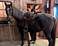 dappled-kentucky-mountain-horse