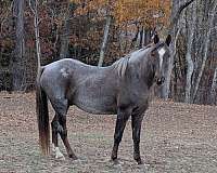 experienced-kentucky-mountain-horse