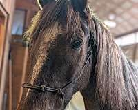 finished-kentucky-mountain-horse