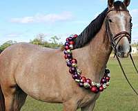athletic-andalusian-horse