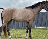 dressage-andalusian-horse