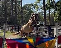 english-pleasure-andalusian-horse