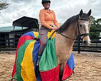 endurance-andalusian-horse
