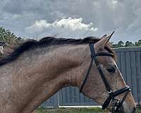 eventing-andalusian-horse